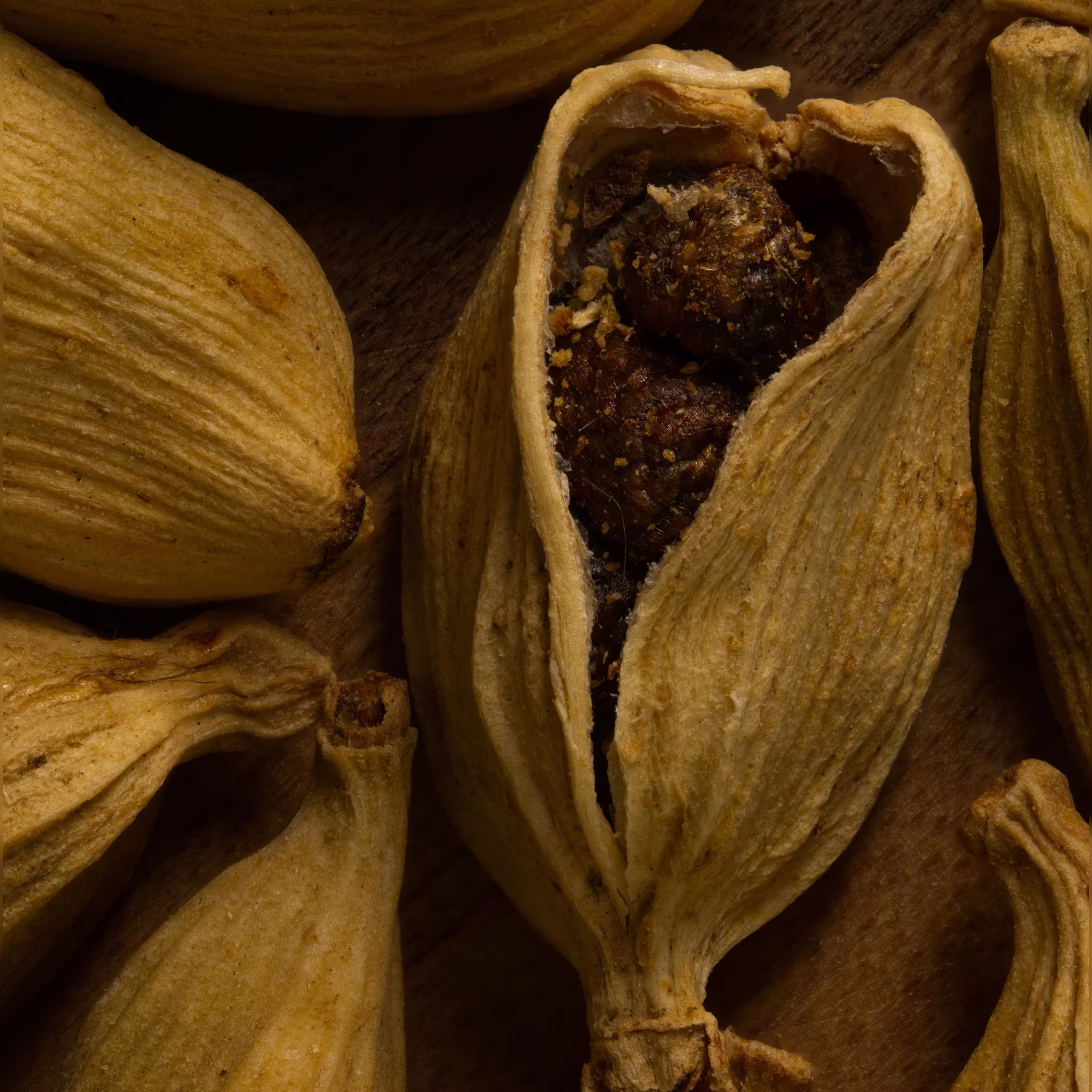 A close view of an open cardamom pod showing tiny seeds inside
